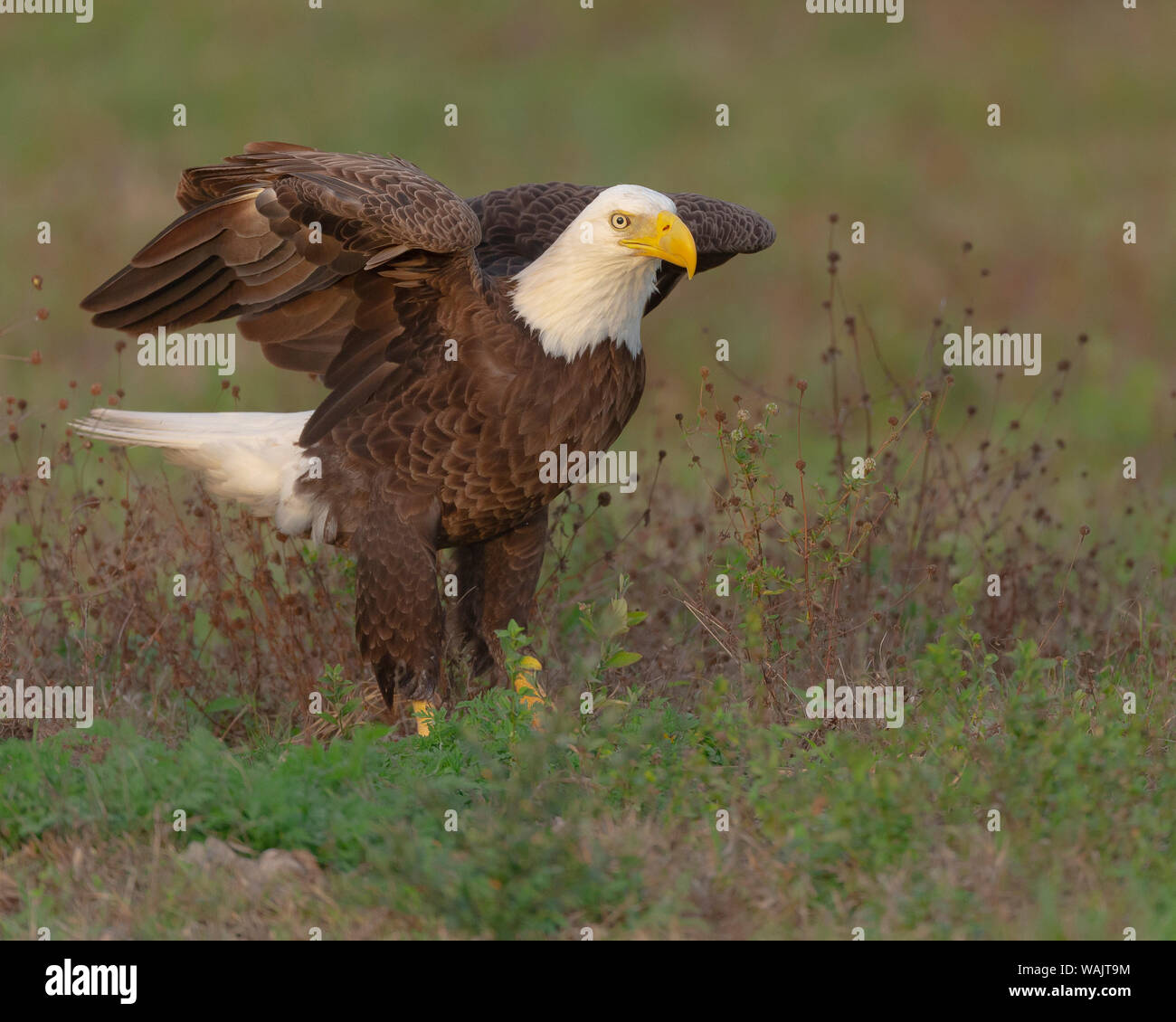 Aquila calva sbarco sulla terra per cercare i materiali per il suo nido, Haliaeetus leucocephalus, Ft. Myers, Florida Foto Stock