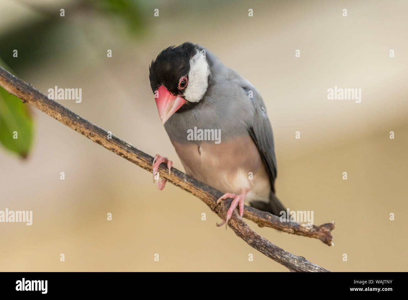 Stati Uniti d'America, Hawaii, Kona. Java sparrow close-up. Credito come: Cathy e Gordon Illg Jaynes / Galleria / DanitaDelimont.com Foto Stock
