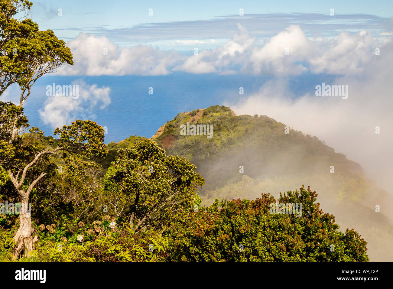 Stati Uniti d'America, Hawaii, Kauai. Panoramica di Koke"e parco dello stato. Credito come: Cathy e Gordon Illg Jaynes / Galleria / DanitaDelimont.com Foto Stock