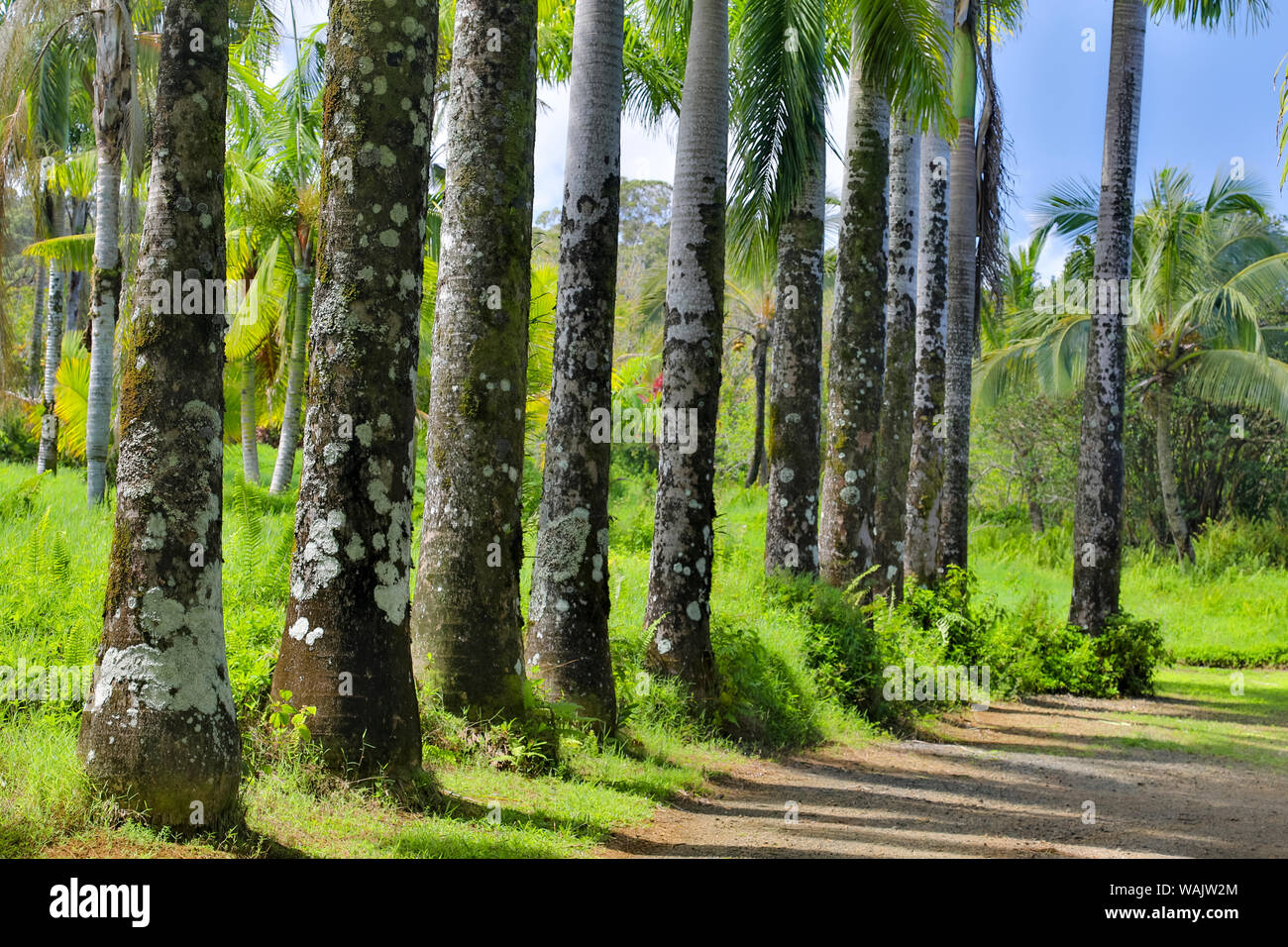 Palmo rivestito di carreggiata nel giardino di Eden Arboretum, Maui, Hawaii. Foto Stock