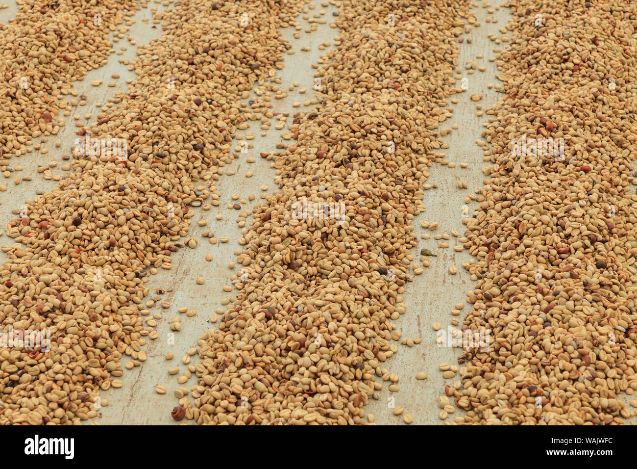 Kona Coffee beans, piantagione di caffè, grande isola, Hawaii, STATI UNITI D'AMERICA Foto Stock