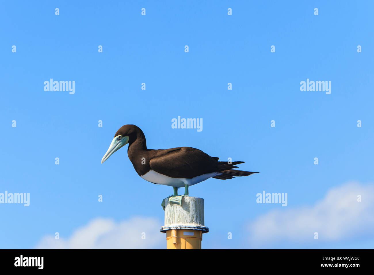 Brown booby (Sula leucogaster). Big Island, Hawaii, STATI UNITI D'AMERICA Foto Stock