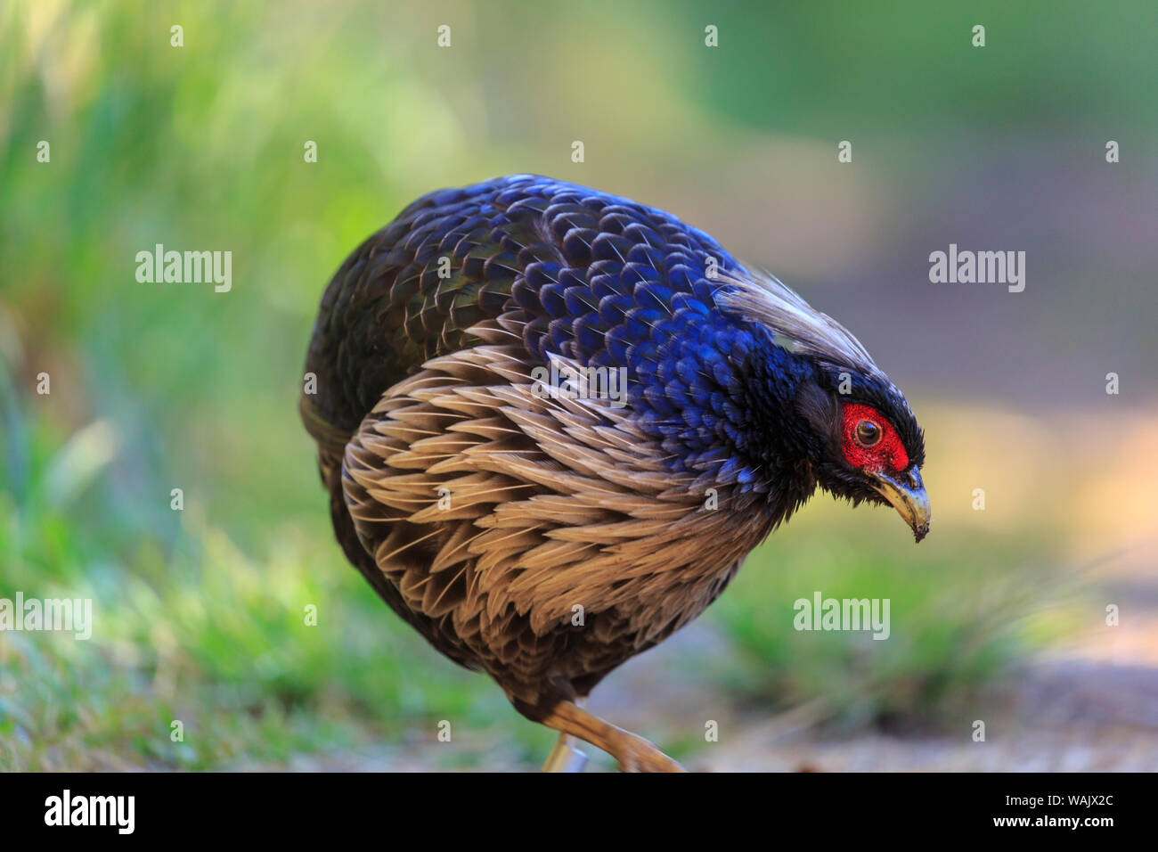 Kalij Fagiano (Lophura leucomelanos), Parco degli Uccelli, Kipuka Puaulu, speciale area ecologica, Vulcano appena fuori di HI Parco Nazionale Vulcani, Big Island delle Hawaii, Foto Stock