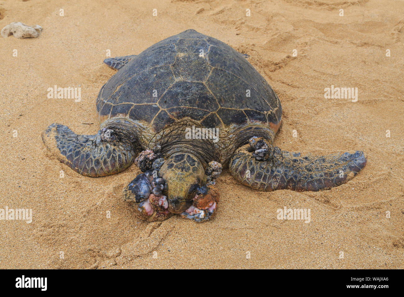 Tartaruga Verde (Chelonia Mydas), con Fibropapillomatosis, un tumore benigno malattia delle tartarughe marine, tirato fino a riva Hookipa Beach Park, Maui, Hawaii, Stati Uniti d'America. Foto Stock