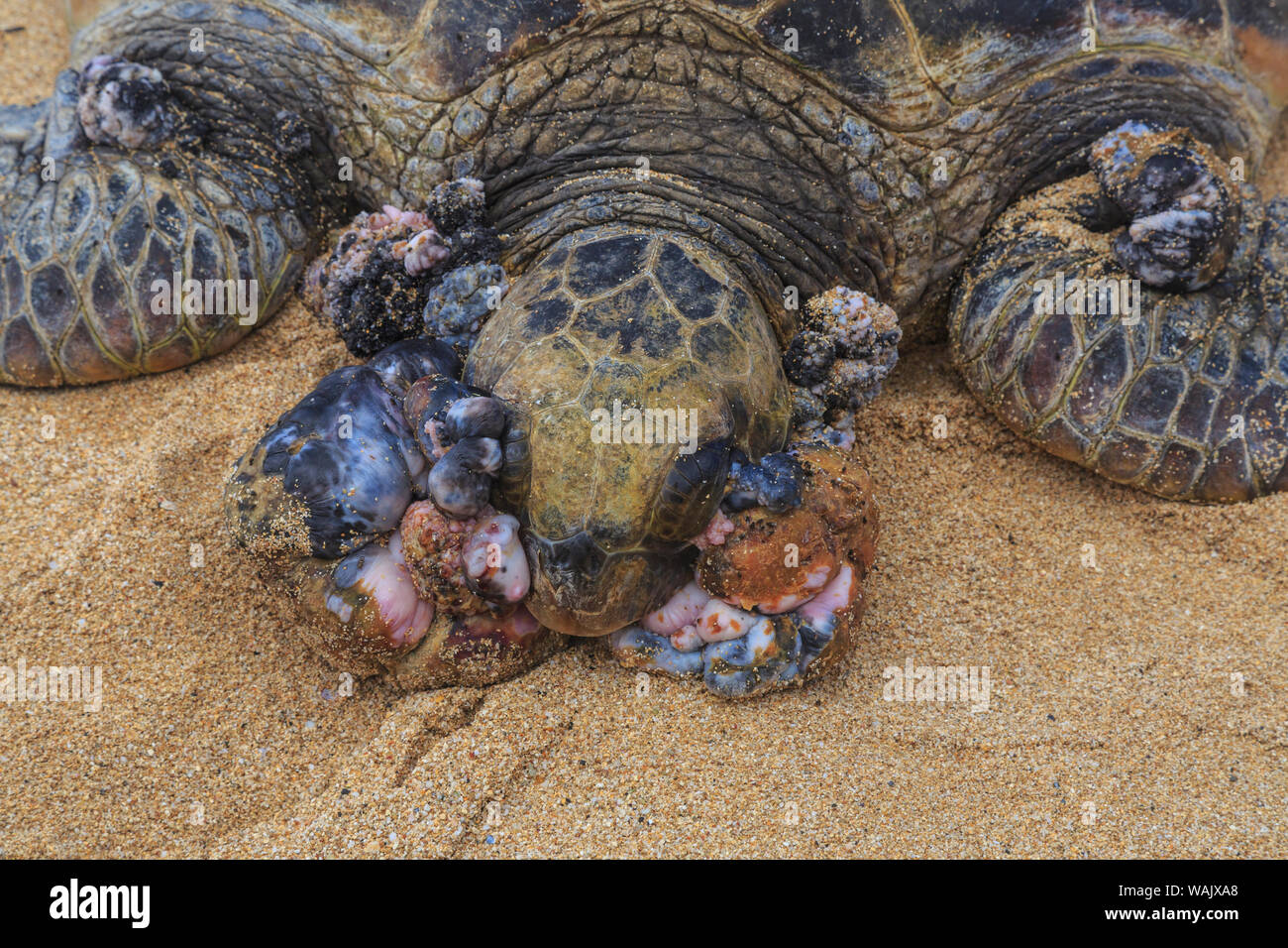 Tartaruga Verde (Chelonia Mydas), con Fibropapillomatosis, un tumore benigno malattia delle tartarughe marine, tirato fino a riva Hookipa Beach Park, Maui, Hawaii, Stati Uniti d'America. Foto Stock