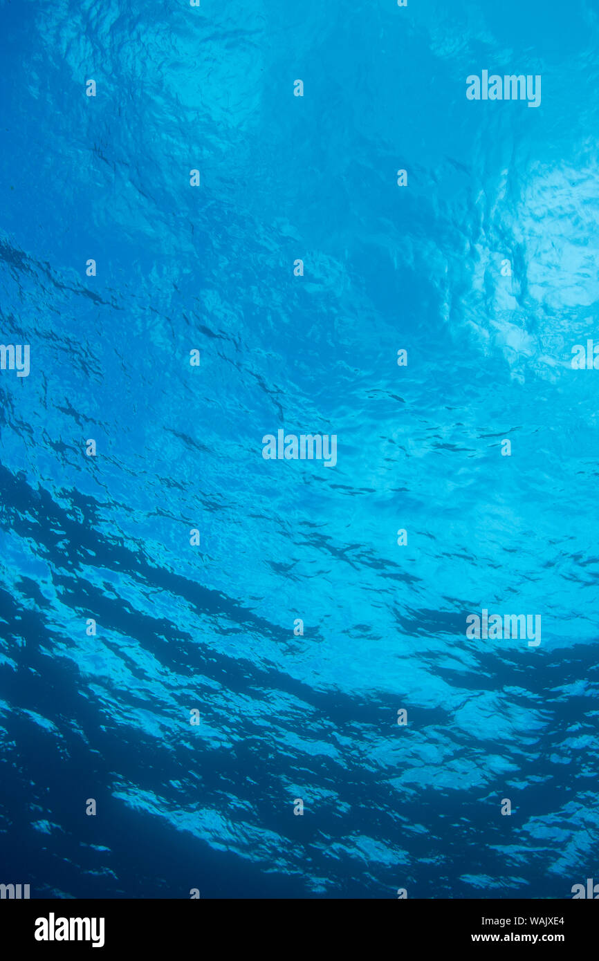 Scuba Diving a Molokini cratere, Maui, Hawaii, STATI UNITI D'AMERICA Foto Stock