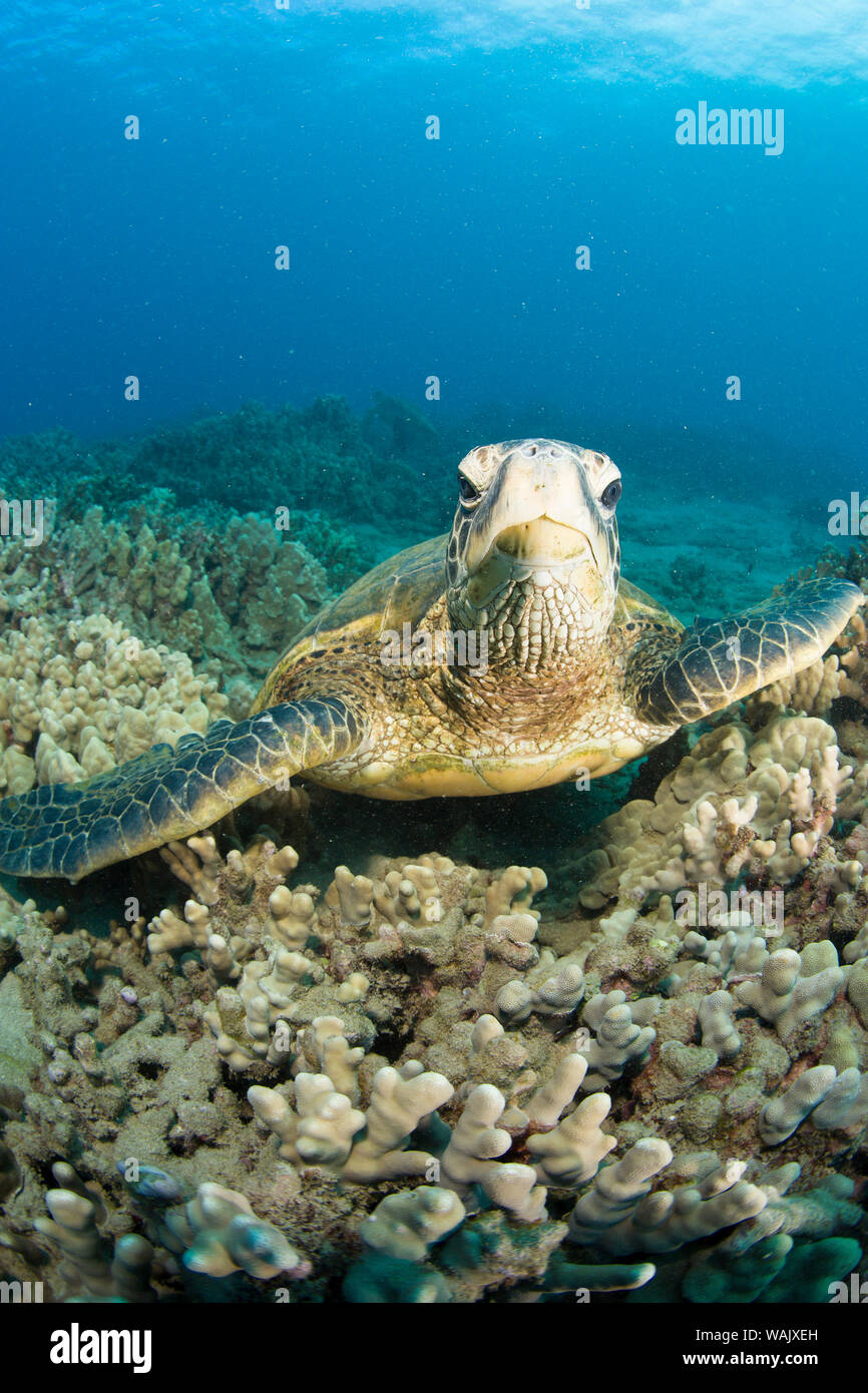 Tartaruga Verde, stazione di pulizia vicino Makena State Park, a sud di Maui, Hawaii, STATI UNITI D'AMERICA Foto Stock