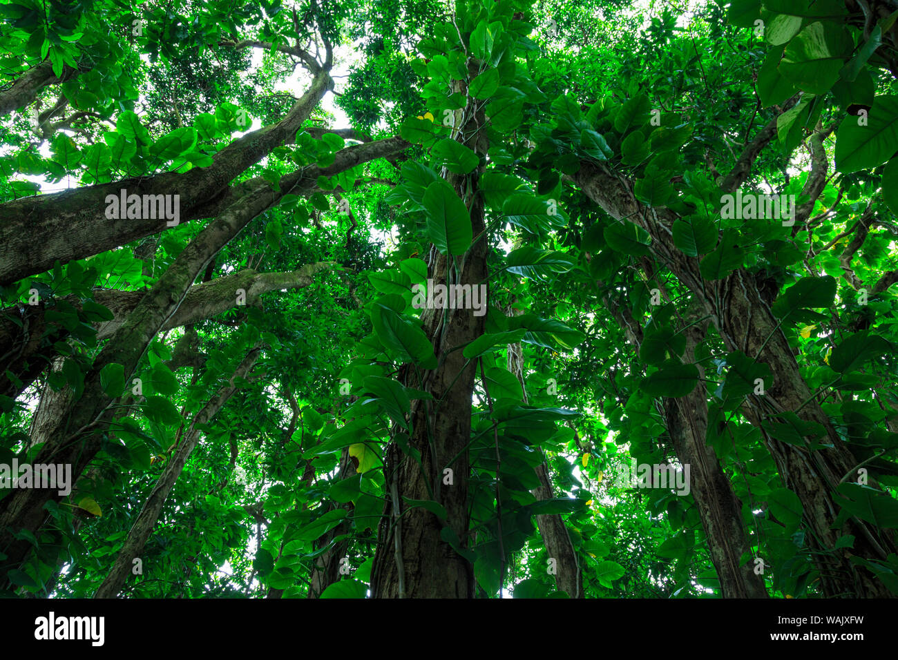 Banyan Alberi vicino a Rainbow Falls (80 ft drop), Wailuku River State Park Hilo, Big Island, Hawaii, STATI UNITI D'AMERICA Foto Stock