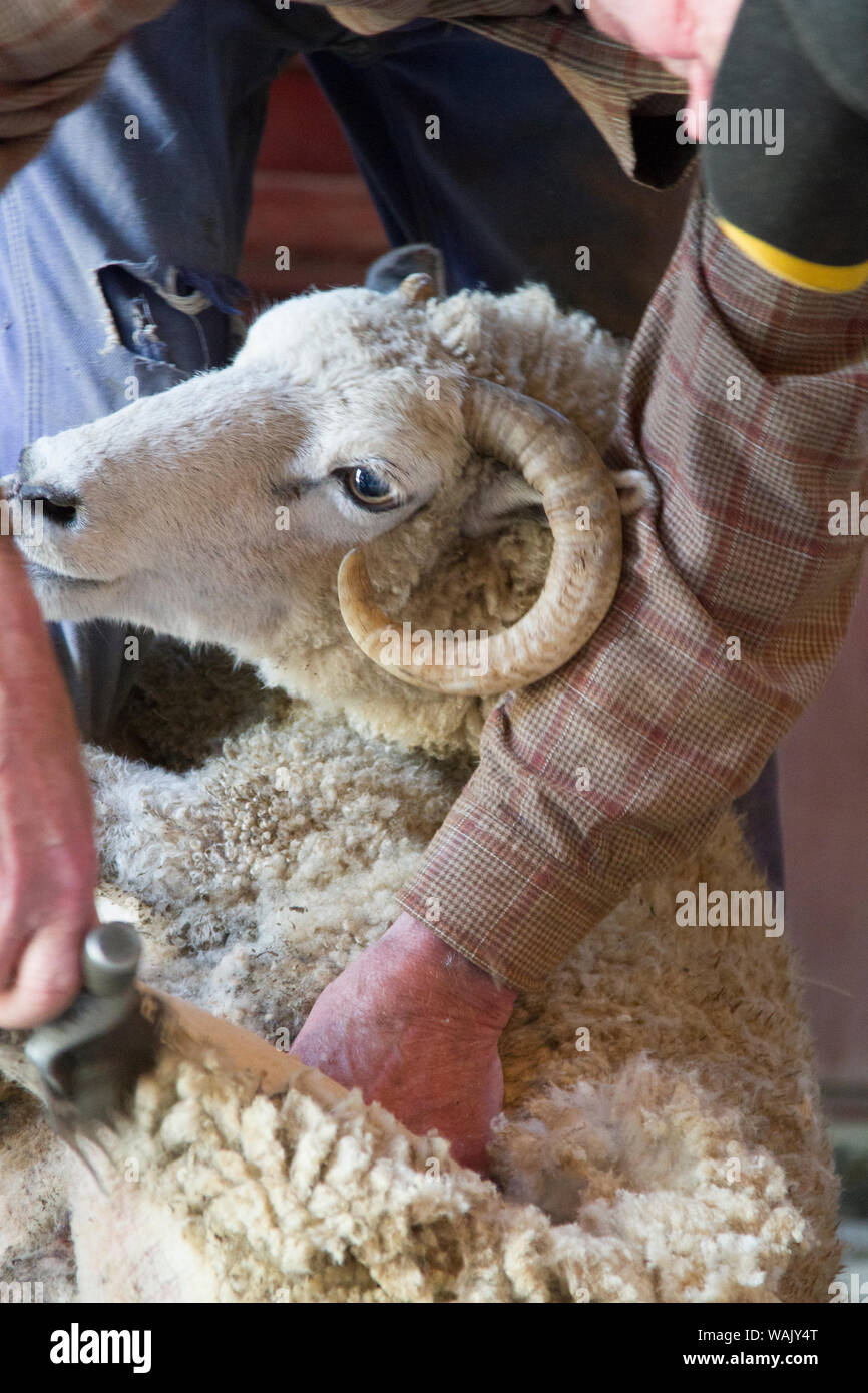 Stati Uniti d'America, Shaker Village di piacevole villaggio, Kentucky. Gli agricoltori la tosatura delle pecore nel granaio. Foto Stock