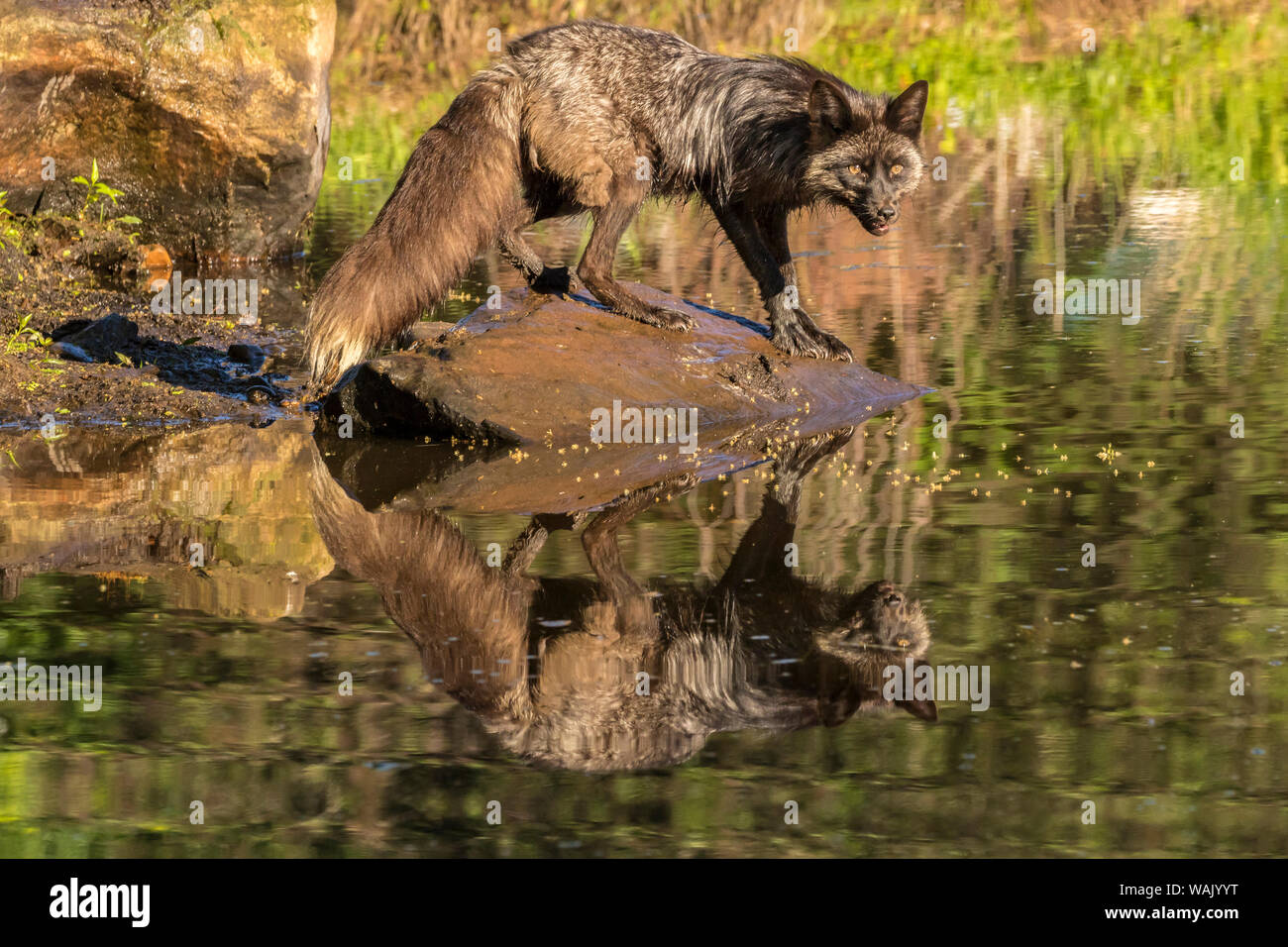 La Contea di pino. Captive red fox di bere. Credito come: Cathy e Gordon Illg Jaynes / Galleria / DanitaDelimont.com Foto Stock