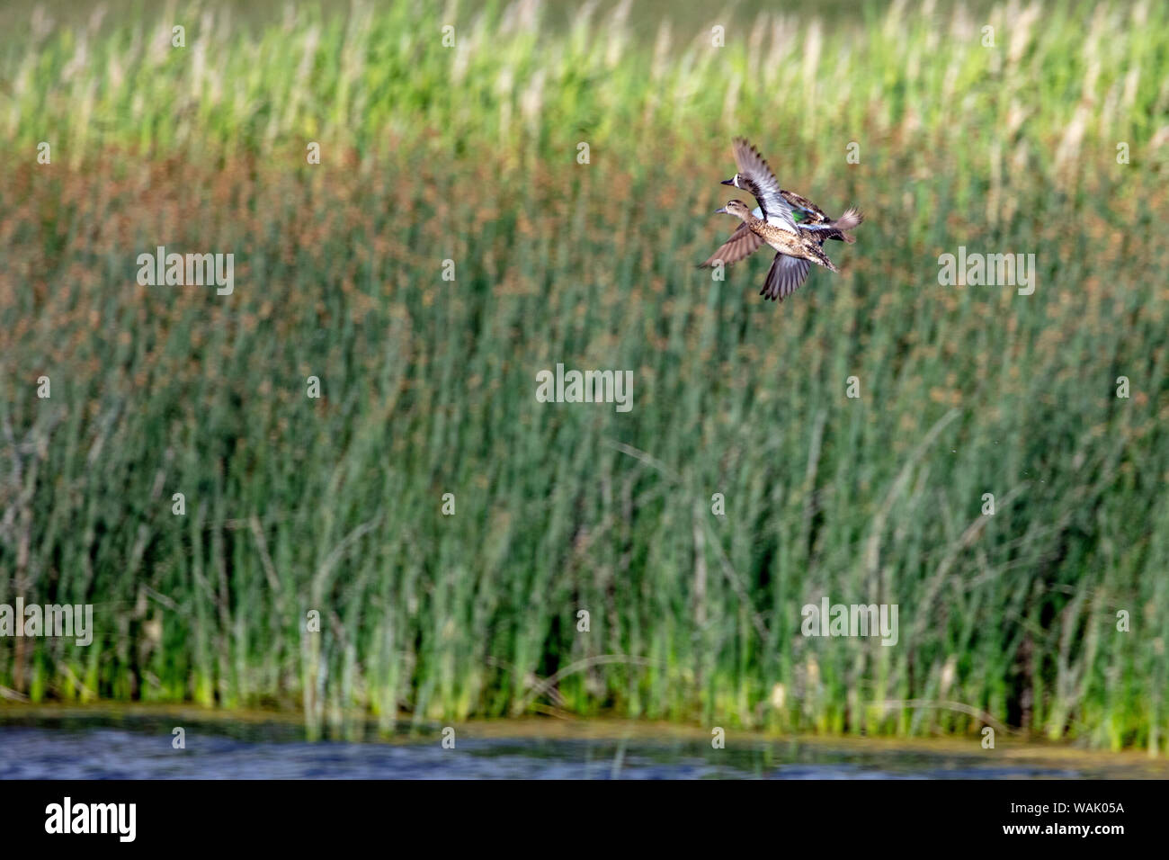 Blu-winged alzavole in volo a Medicina Lake National Wildlife Refuge, Montana, USA Foto Stock