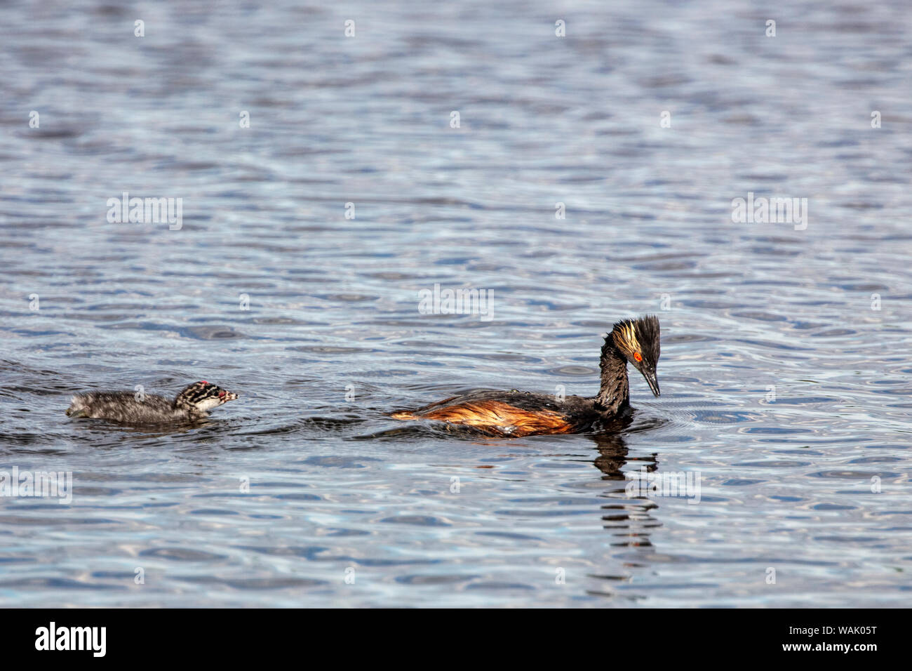 Eared grebe con il bambino in medicina Lake National Wildlife Refuge, Montana, USA Foto Stock