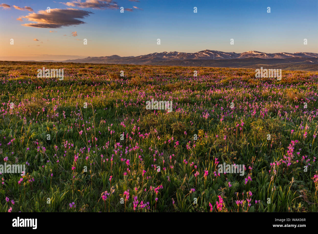 Shooting Star fiori selvaggi e Rocky Mountain Front Range vicino ghiacciaio est, Montana, USA Foto Stock