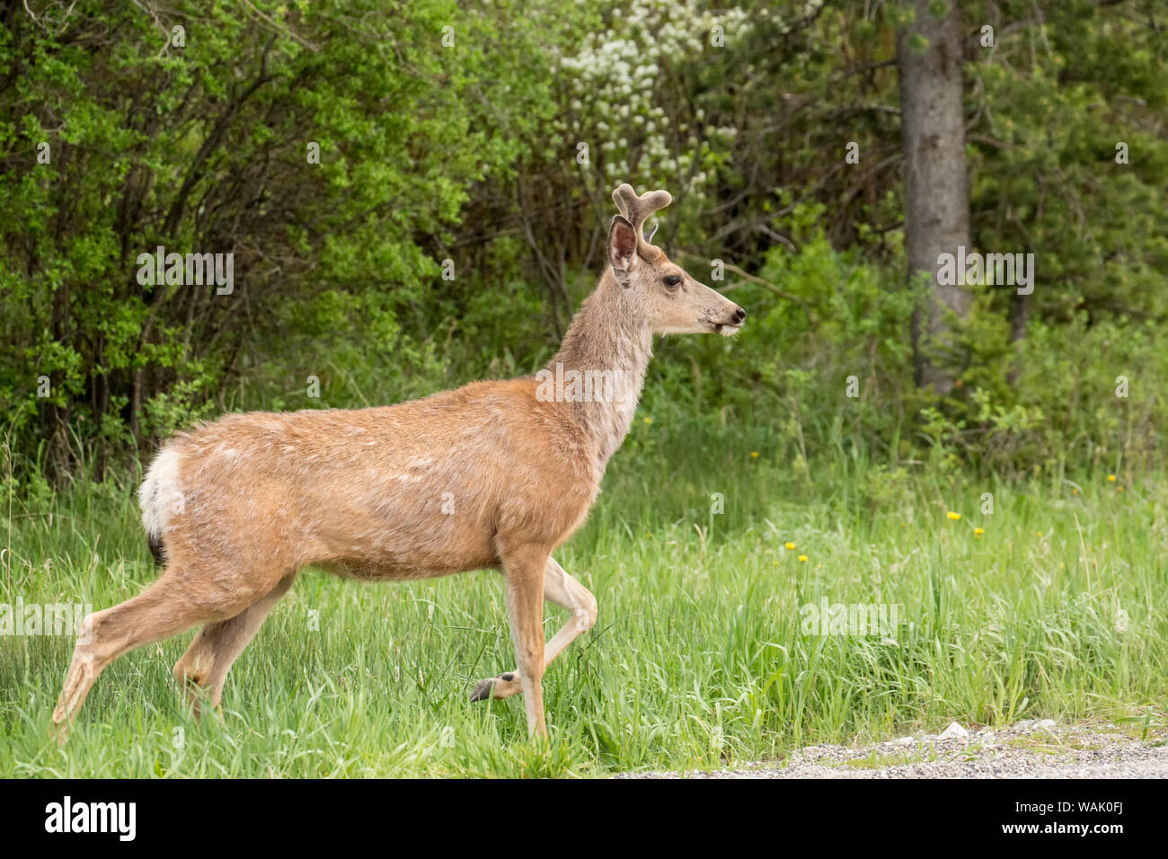 Bozeman, Montana, USA. Maschio di mulo cervo con inizio vellutato palchi accanto a una strada rurale. Foto Stock