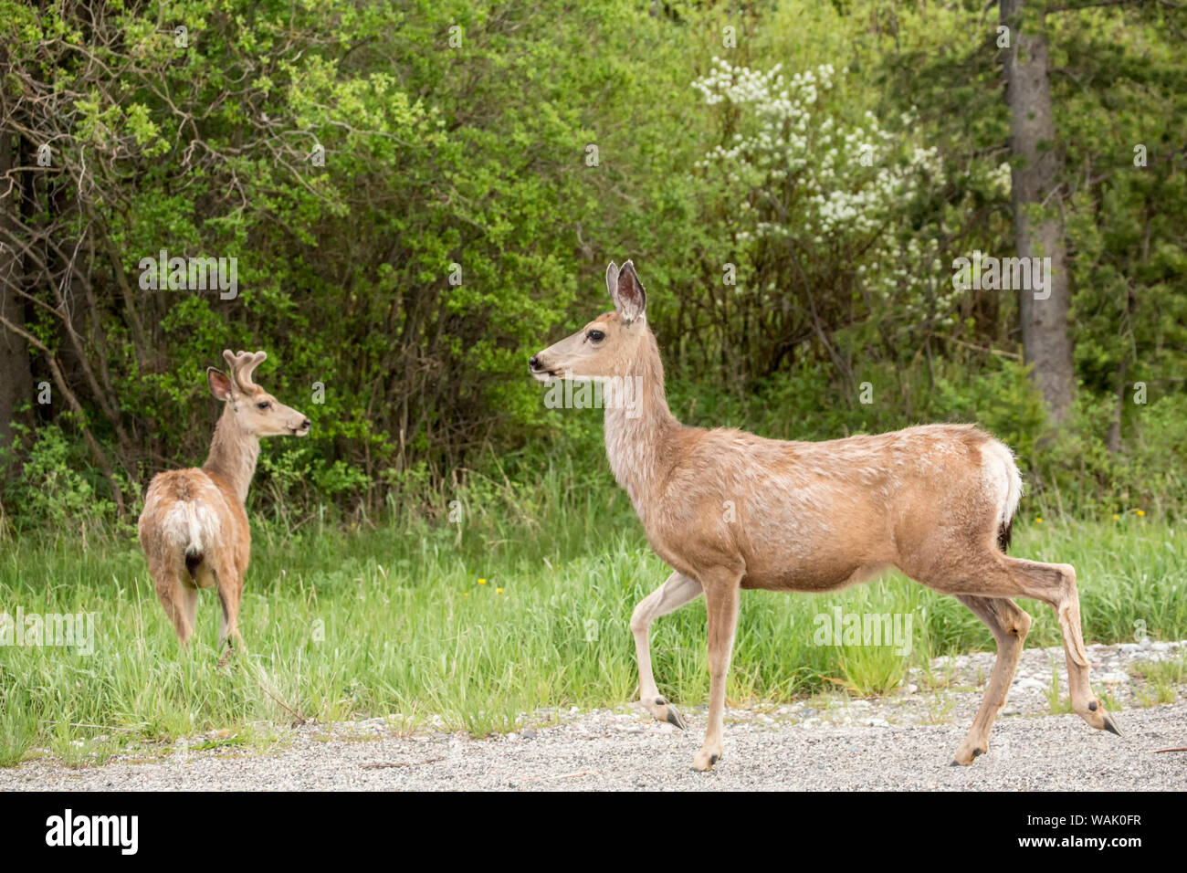 Bozeman, Montana, USA. Uno maschio e uno femmina Mule Deer accanto a una strada rurale. Foto Stock