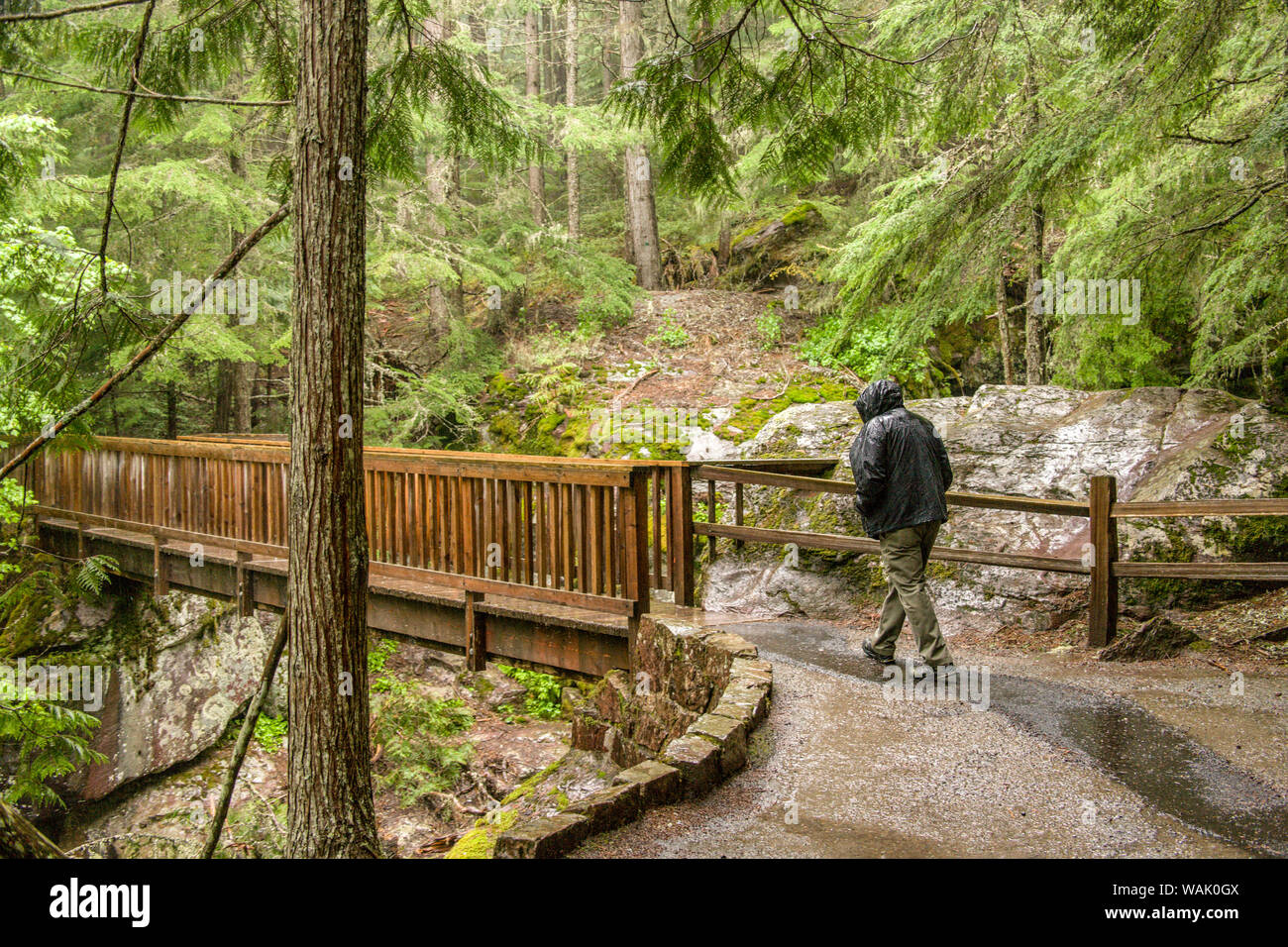 Il Parco Nazionale di Glacier, Montana, USA. L'uomo circa a piedi sul sentiero dei cedri ponte sul torrente di valanghe, andando su per la strada di Sun. (MR) Foto Stock