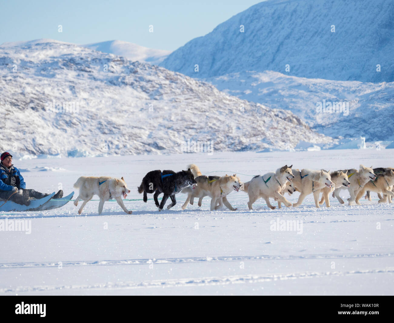Sled Dog Race finire sul fiordo congelato, Saatut vicino a Uummannaq. Qualificazione per i campionati della Groenlandia 2018. (Solo uso editoriale) Foto Stock