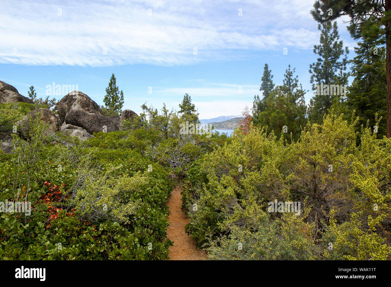 Un sentiero stretto a Logan sciami Vista, Zephyr Cove, Lake Tahoe, Nevada, Stati Uniti d'America Foto Stock