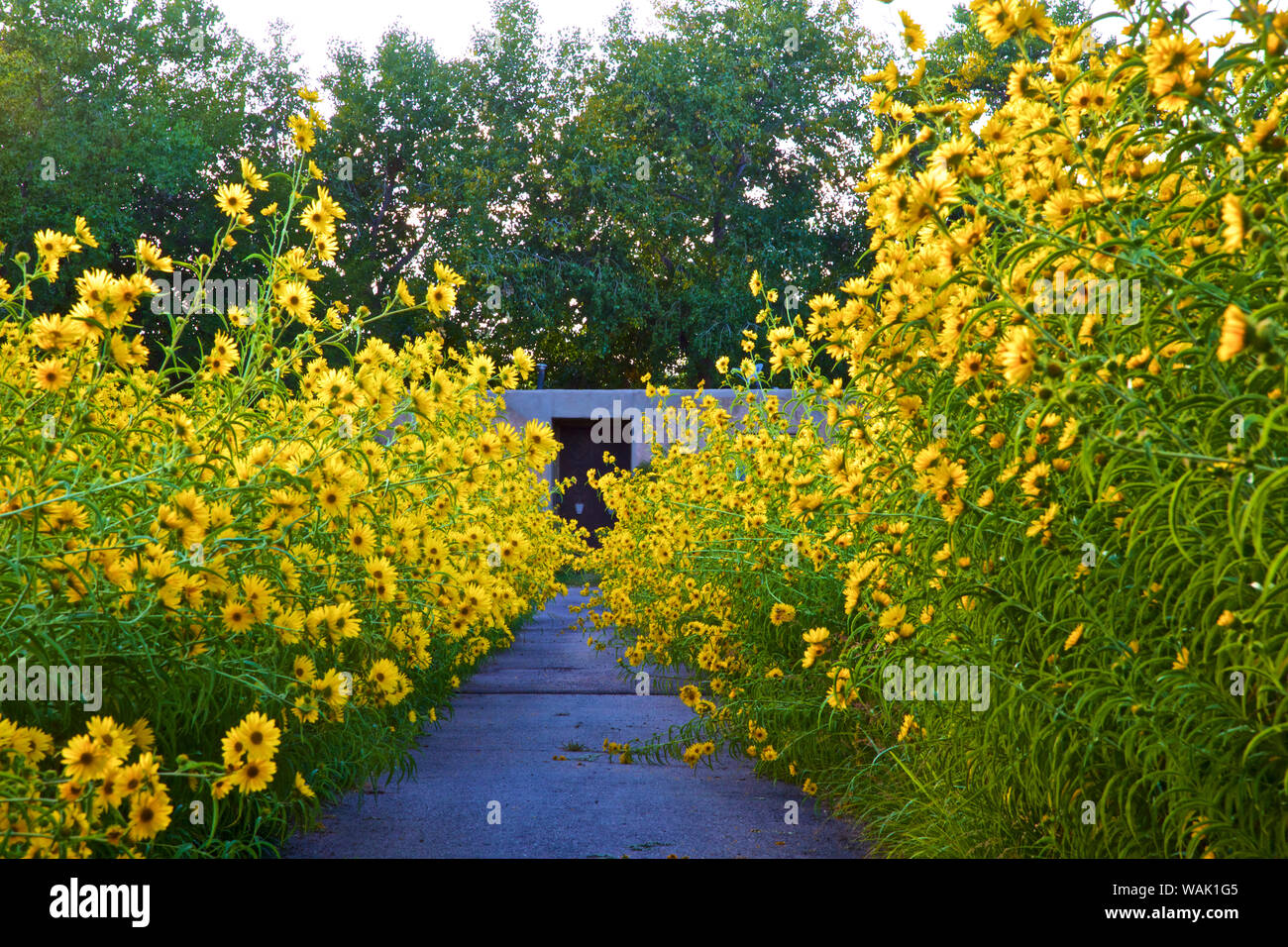 Stati Uniti d'America, Los Ranchos. Massimiliano girasole lungo il Rio Grande Boulevard Foto Stock