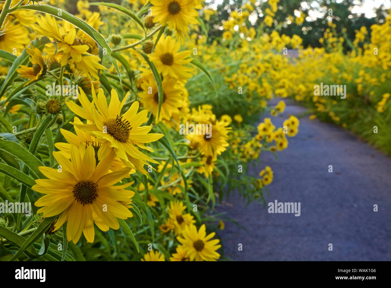Stati Uniti d'America, Los Ranchos. Massimiliano girasole lungo il Rio Grande Boulevard Foto Stock