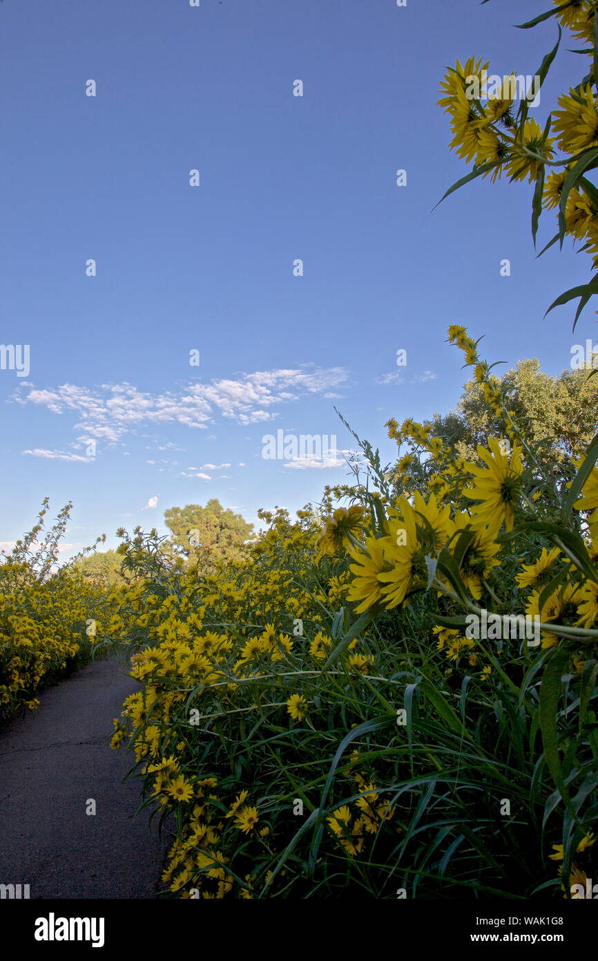 Stati Uniti d'America, Los Ranchos. Massimiliano girasole lungo il Rio Grande Boulevard Foto Stock