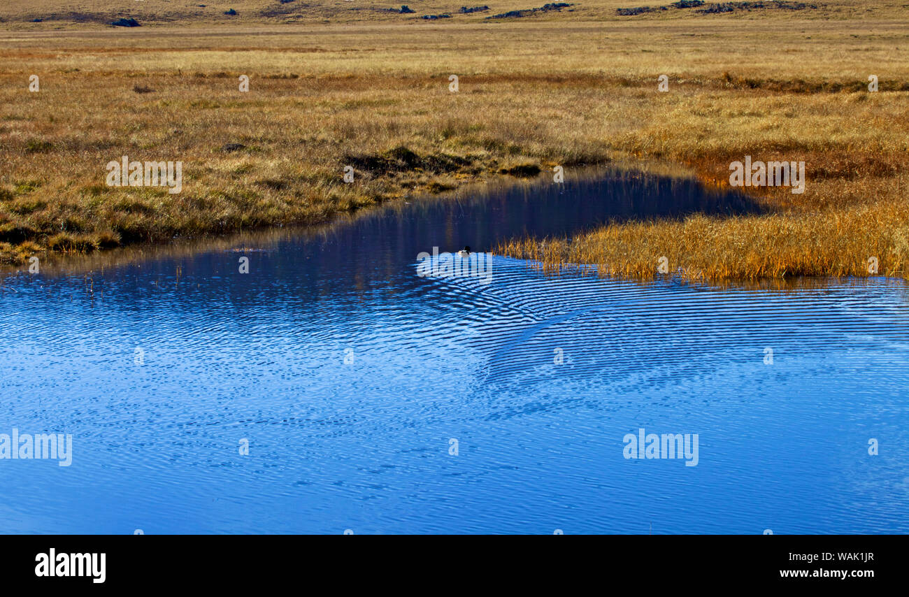 Stati Uniti d'America, Nuovo Messico. Jemez Montagne in autunno, Valle Caldera National Preserve Foto Stock