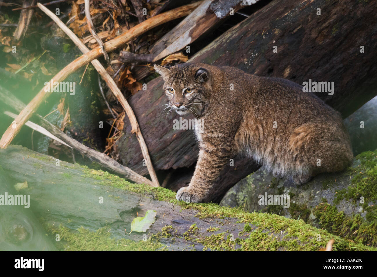 Bobcat, stalking salmone dal log jam Foto Stock