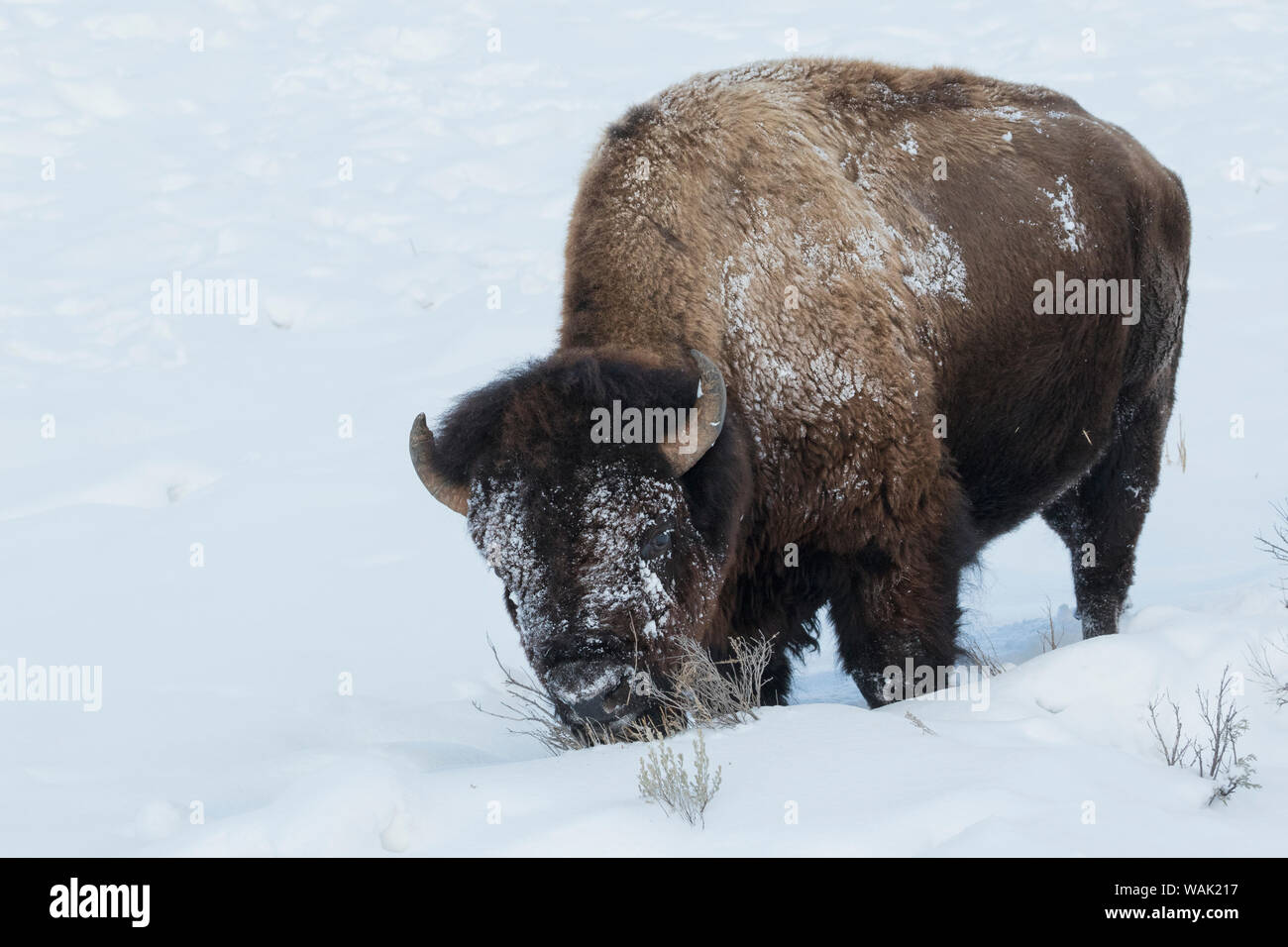 Bison bull rovistando nella neve profonda Foto Stock