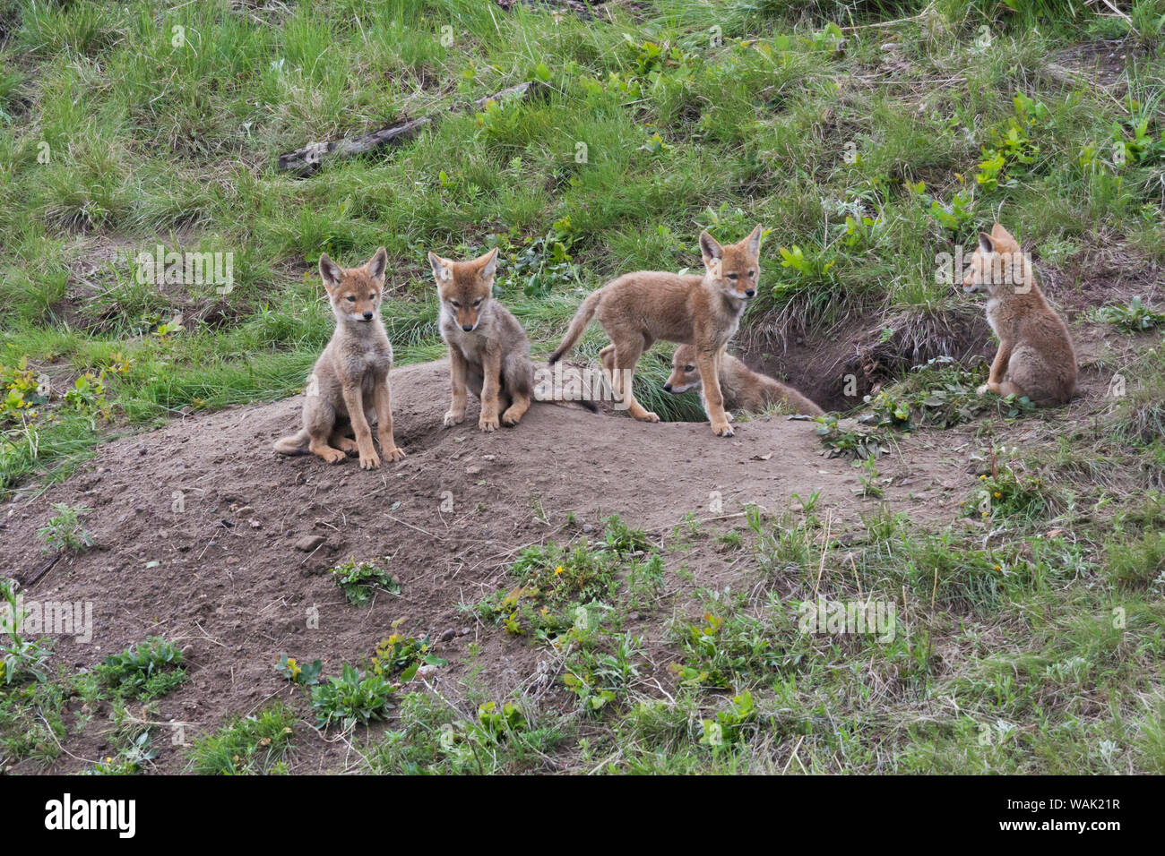 Coyote cuccioli a den Foto Stock