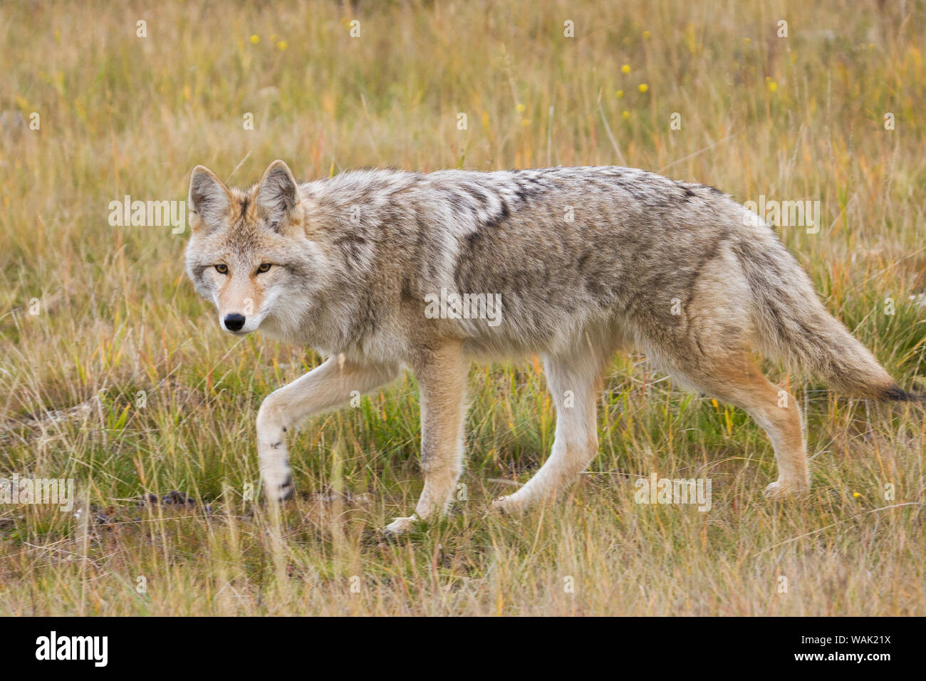 Coyote stalking Foto Stock