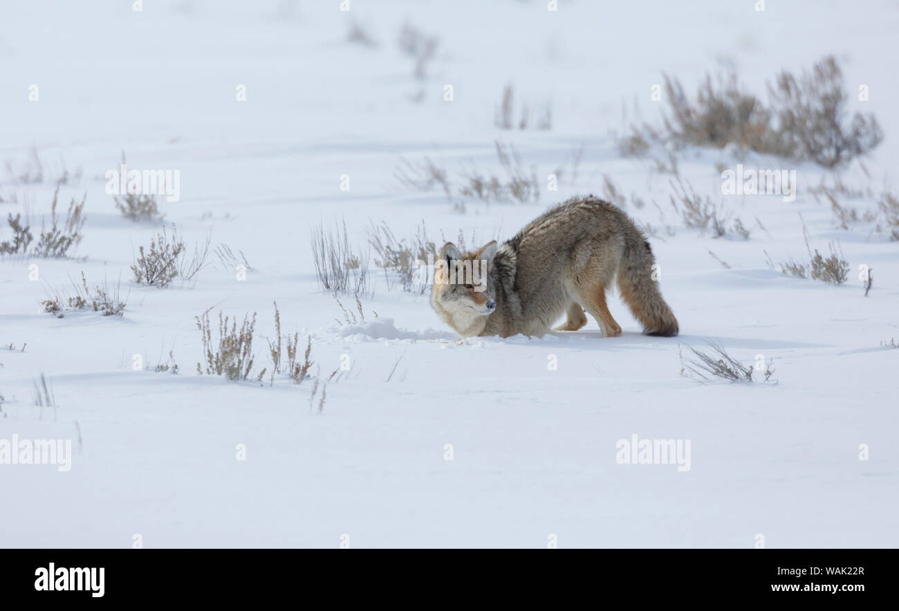 Coyote nascondendo la cache Foto Stock