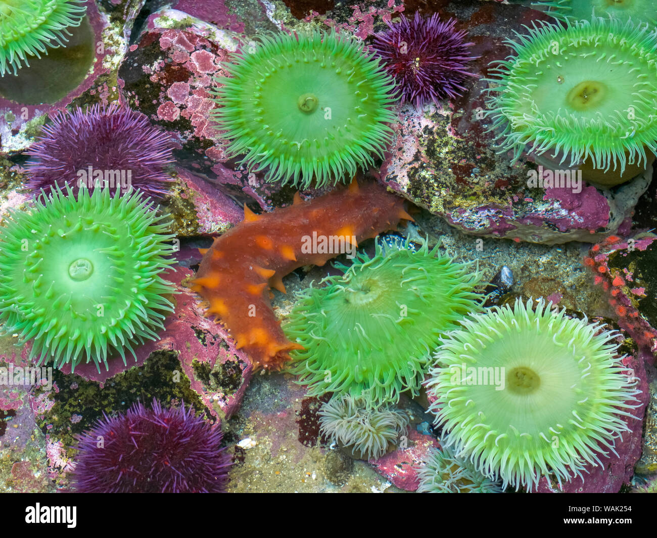 Stati Uniti d'America, Oregon, Newport. Verde mare anemoni e mare arancione slug in pool di marea presentano. Credito come: Wendy Kaveney Jaynes / Galleria / DanitaDelimont.com Foto Stock