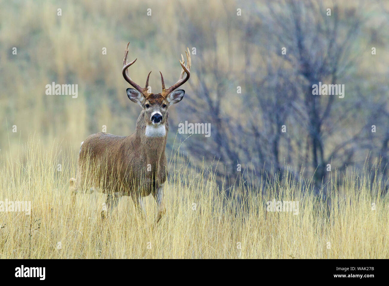 Bianco-tail deer buck Foto Stock