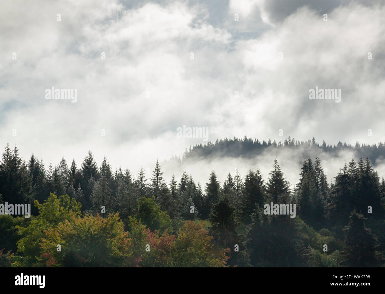 Stati Uniti d'America, Oregon. Mattinata nebbiosa paesaggio. Credito come: Wendy Kaveney Jaynes / Galleria / DanitaDelimont.com Foto Stock