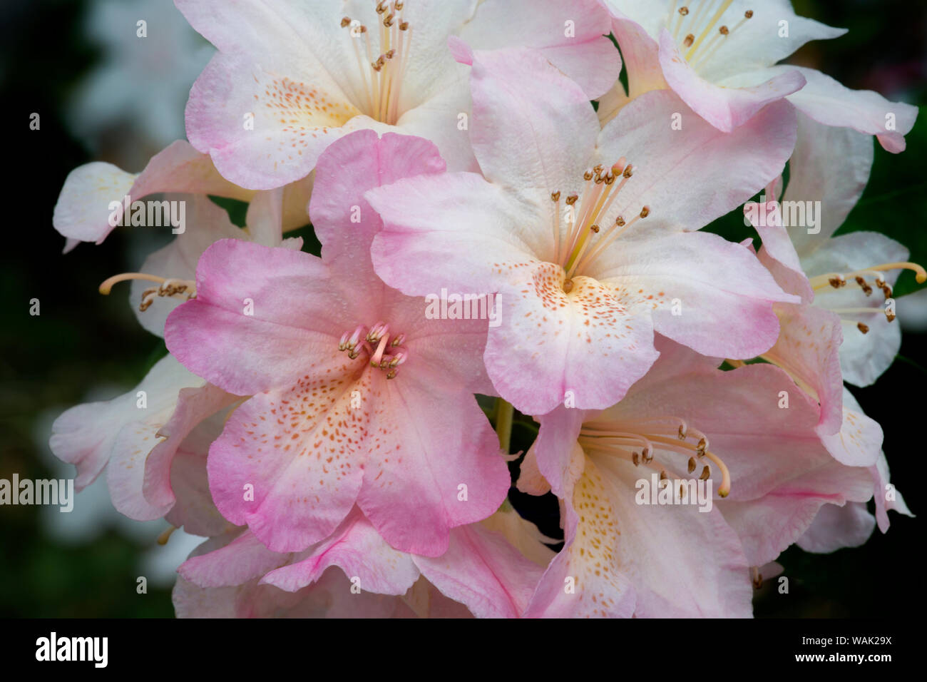 Stati Uniti d'America, Oregon, Shore acri del parco statale. Fiori di rododendro close-up. Credito come: Jean Carter Jaynes / Galleria / DanitaDelimont.com Foto Stock