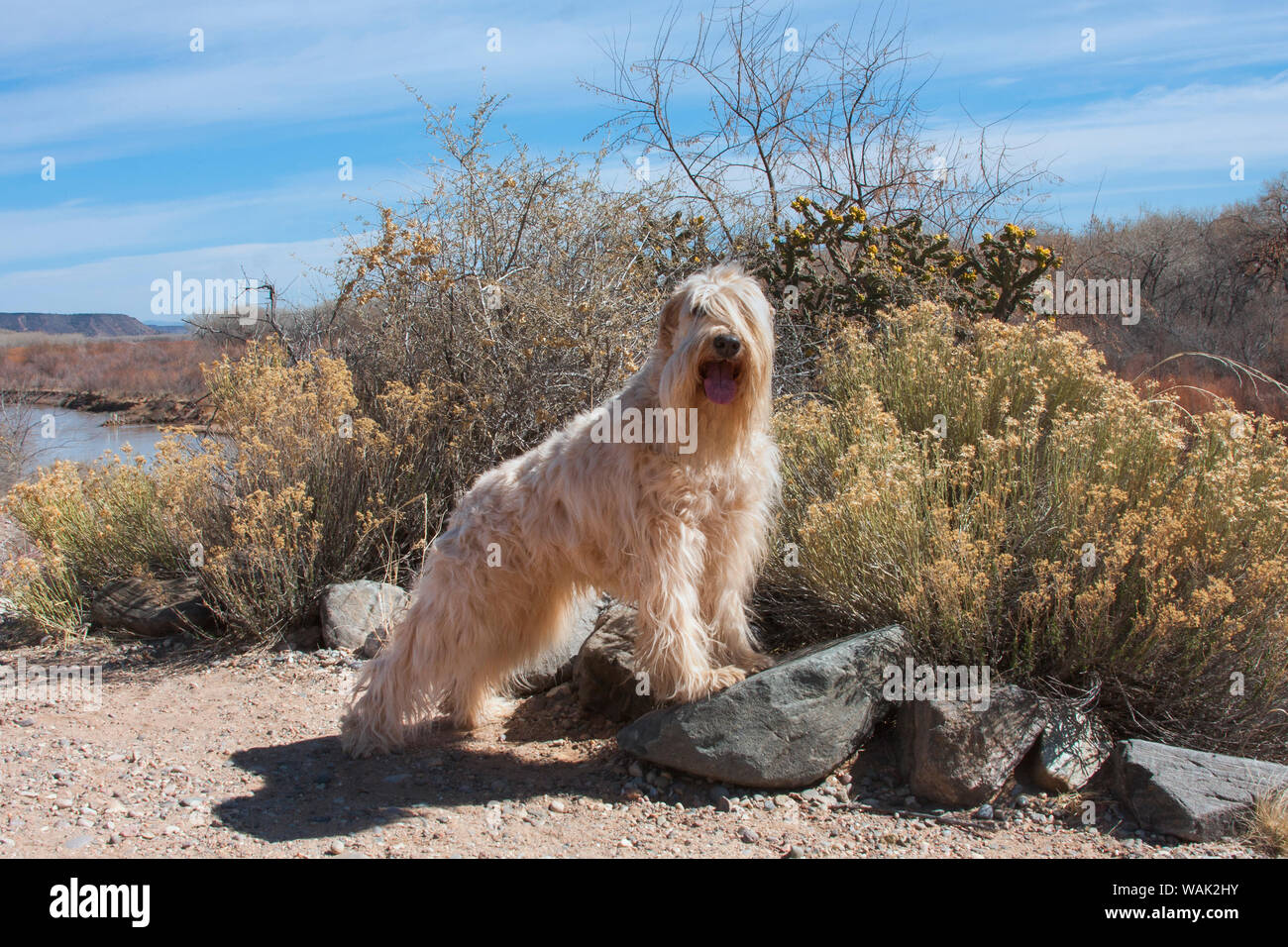 Wheaton terrier in piedi vicino al fiume Rio Grande (PR) Foto Stock