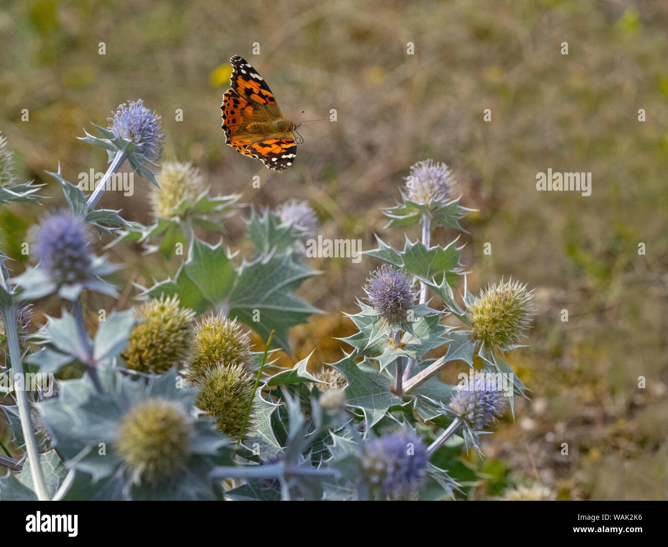 Mare holly Eryngium maritimum e dipinto di lady butterfly Dune Thornham Norfolk Agosto Foto Stock