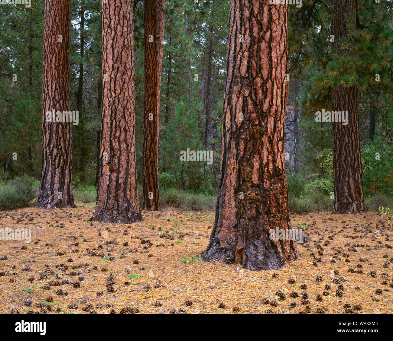 Stati Uniti d'America, Oregon, Newberry nazionale monumento di origine vulcanica. Coni, gli aghi e le linee colorate della ponderosa pine trees. Foto Stock