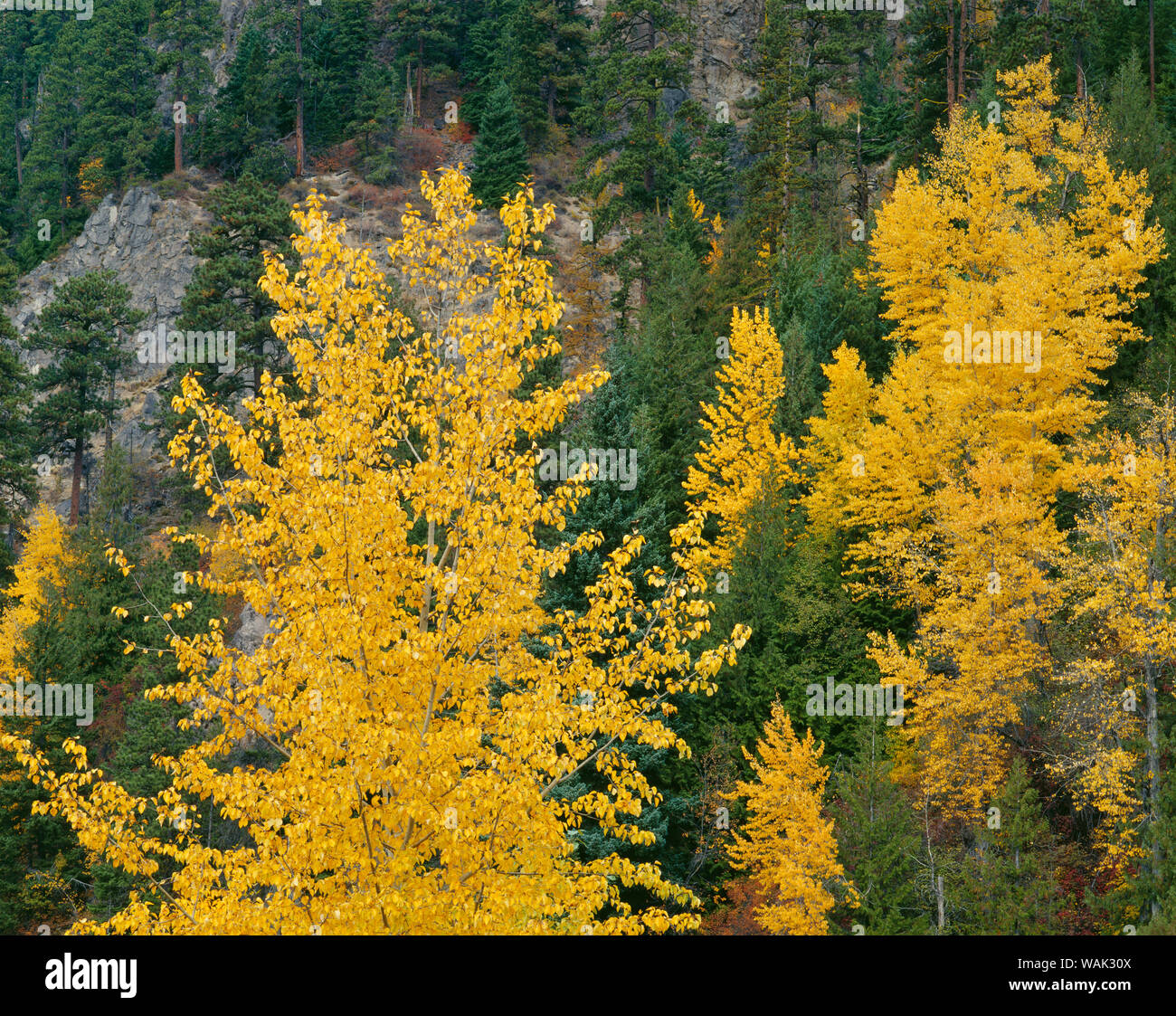 Stati Uniti d'America, Oregon, Mount Hood National Forest. Caduta di colore nero pioppi neri americani e conifere nella parte superiore Hood River Valley. Foto Stock