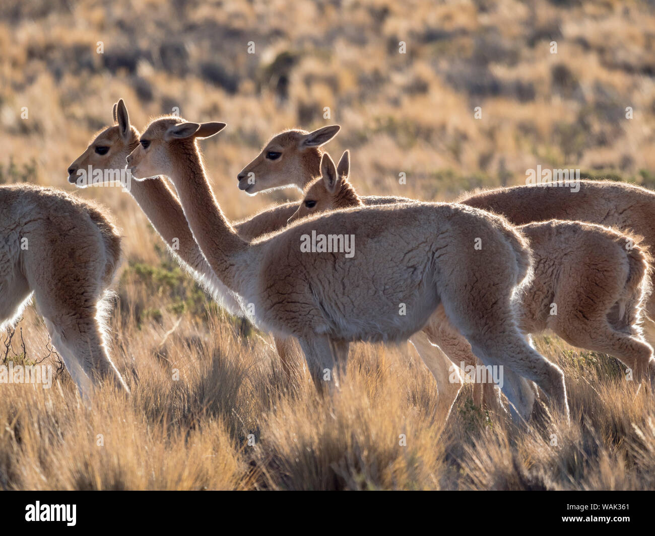 Vicuna (Vicugna vicugna) nel Altiplano di Argentina vicino la Serrania de Hornocal. Foto Stock