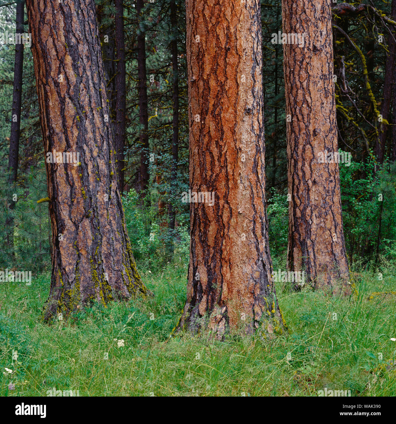 Stati Uniti d'America, Oregon, Wallowa-Whitman National Forest. Il trio di matura ponderosa pine trees in primavera su Table Mountain. Foto Stock