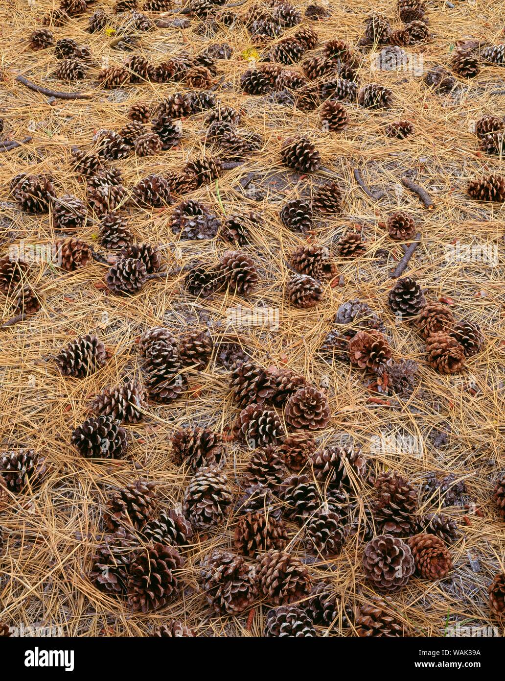 Stati Uniti d'America, Oregon, Newberry nazionale monumento di origine vulcanica. I coni e gli aghi di pino Ponderosa coprire il suolo della foresta. Foto Stock