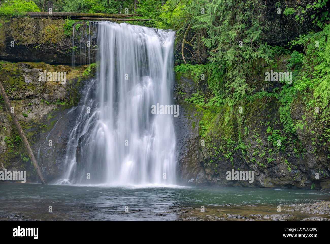 Stati Uniti d'America, Oregon, Silver Falls State Park. Flusso di primavera della North Fork Silver Creek immerge 65 piedi in alto a nord scende. Foto Stock