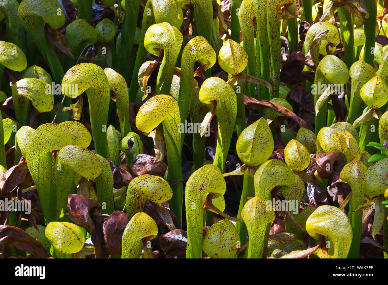 Cobra lily, darlingtonia californica, Darlingtonia stato sito naturale, Heceta Beach, Oregon, Stati Uniti d'America. Foto Stock