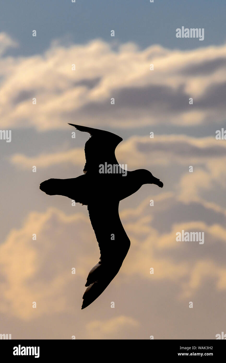 L'Argentina, il Canale di Beagle. Silhouette di southern petrel gigante. Foto Stock