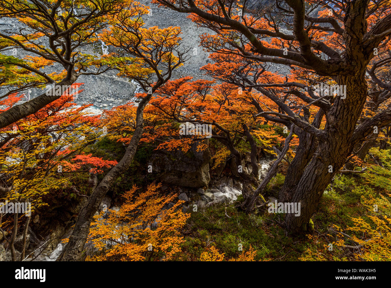 Argentina, parco nazionale Los Glaciares. Lenga faggi in autunno. Foto Stock