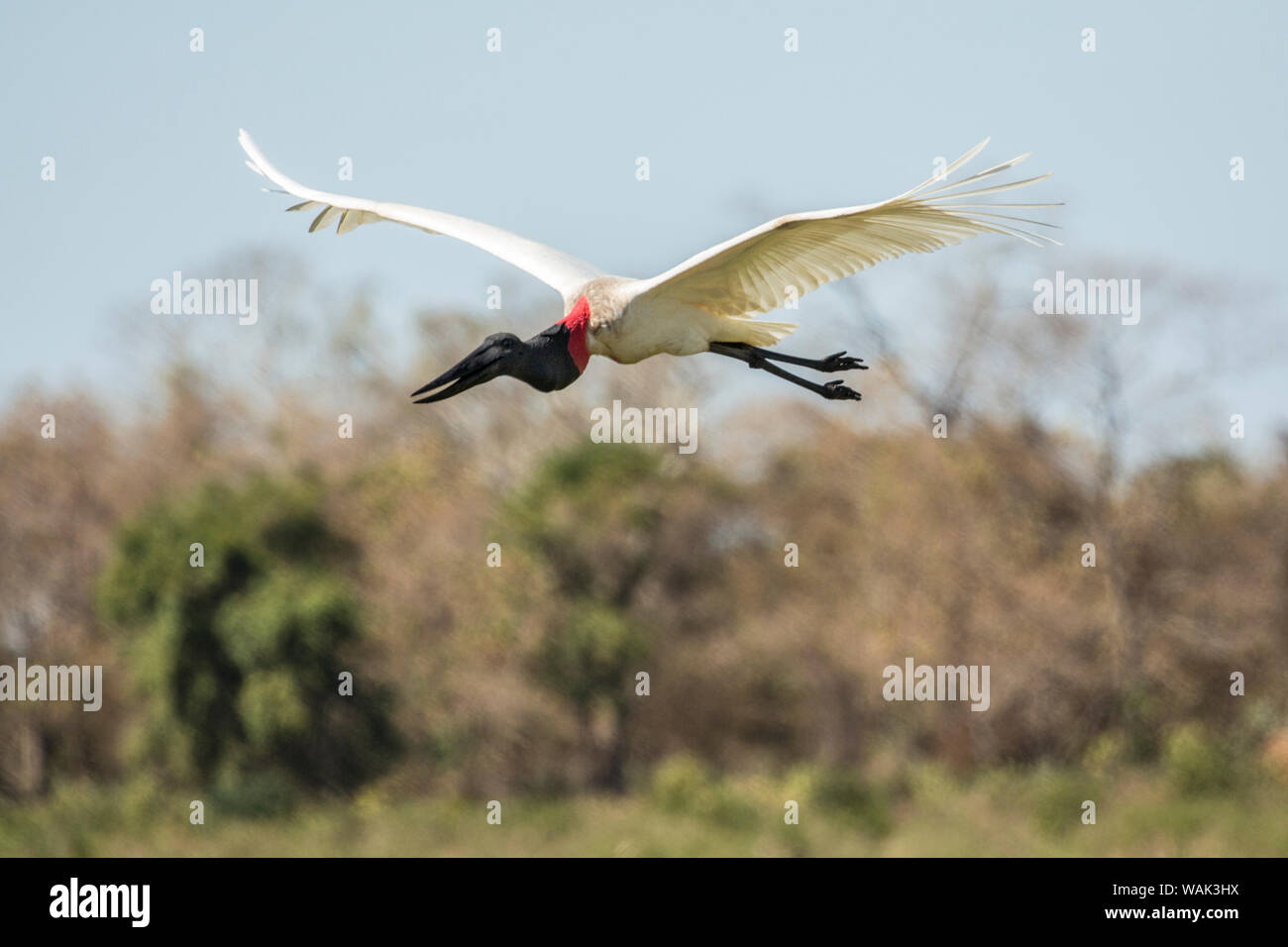 Pantanal, Mato Grosso, Brasile. Jabiru Aeroporto battenti. Foto Stock