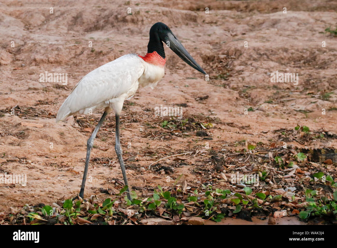 Pantanal, Mato Grosso, Brasile, Sud America. Jabiru Aeroporto a piedi lungo il fiume Pixaim litorale. Foto Stock