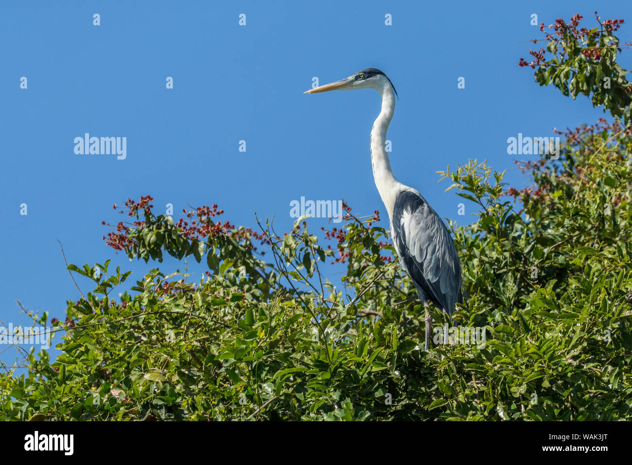 Pantanal, Mato Grosso, Brasile. Airone Cocoi appollaiato in un albero. Foto Stock