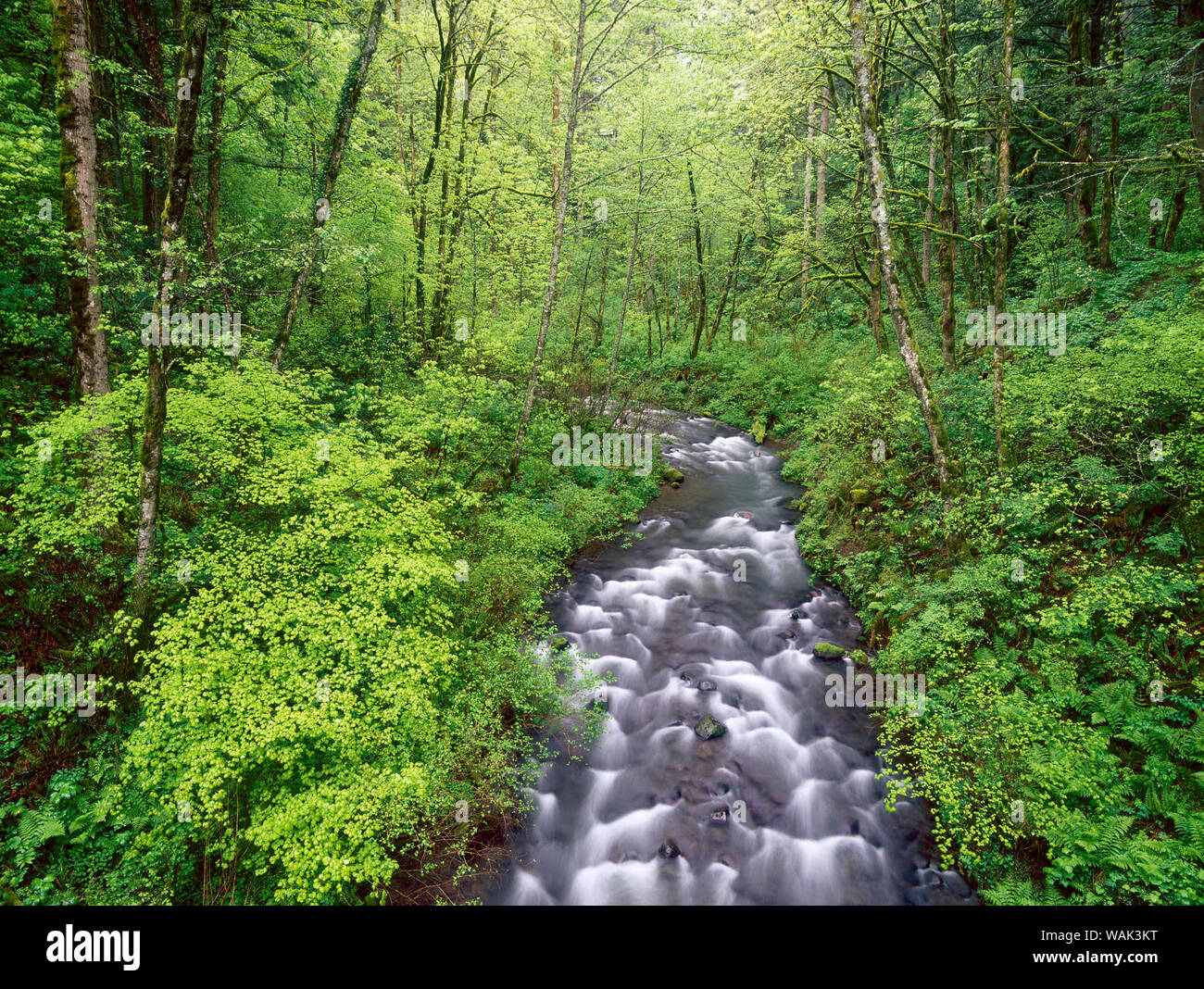 Bridal Veil Creek, Columbia River Gorge, Mt. Hood National Forest, Oregon Foto Stock